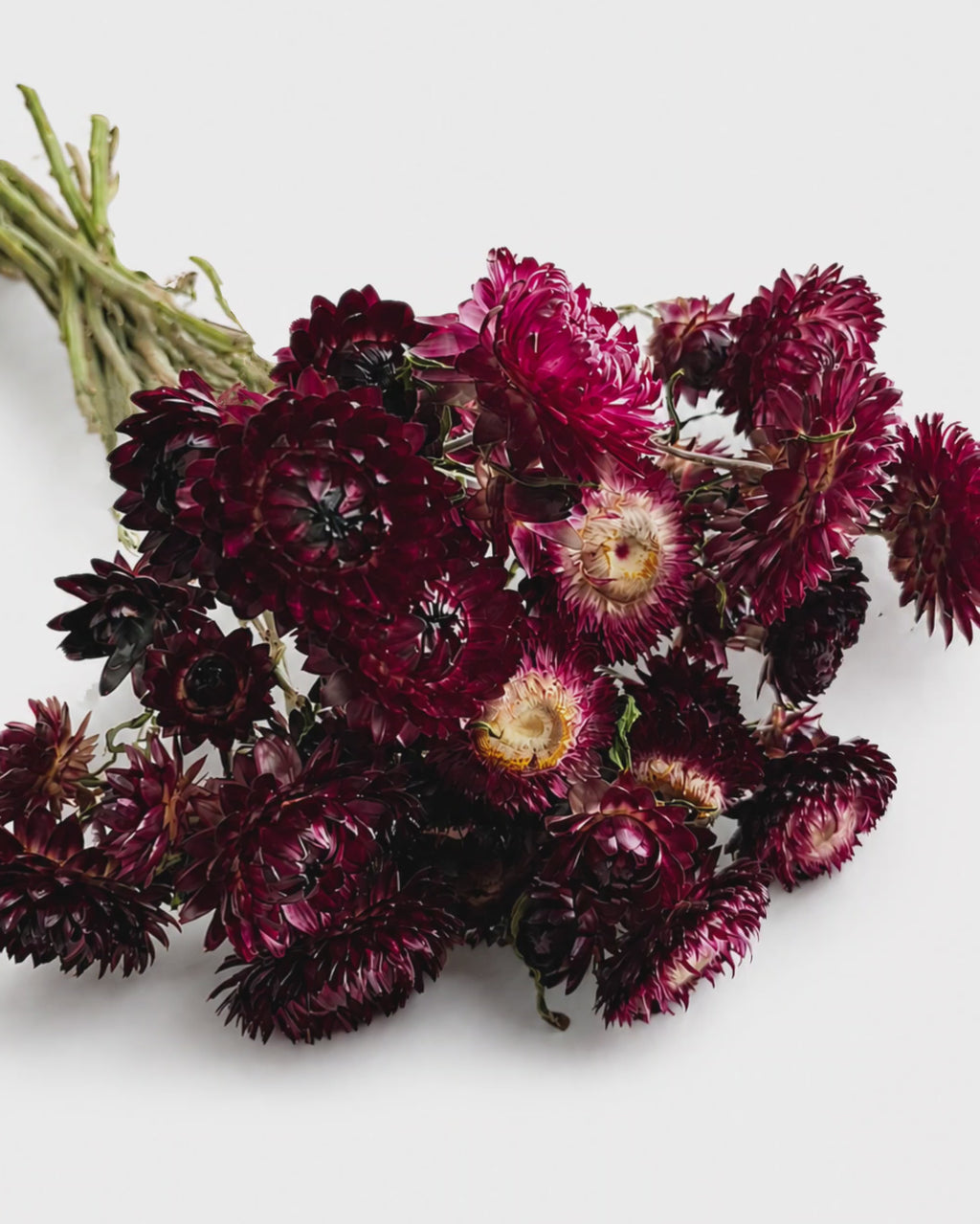 Burgundy Dried Helichrysum Stems