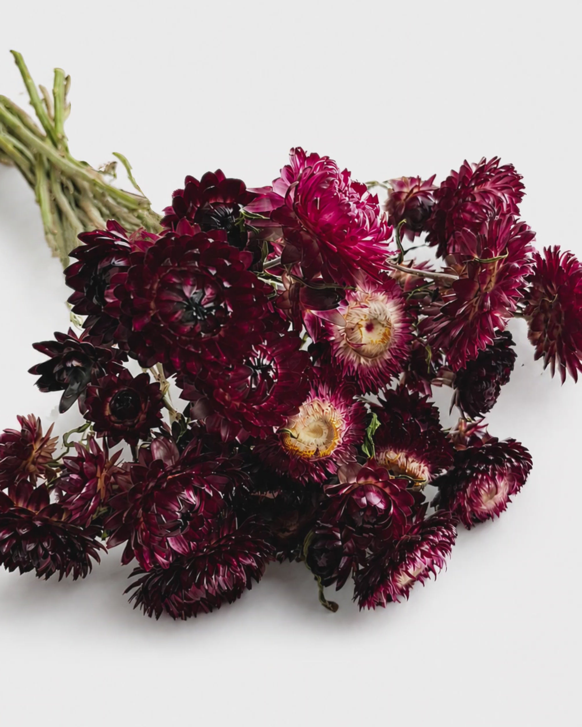 Burgundy Dried Helichrysum Stems