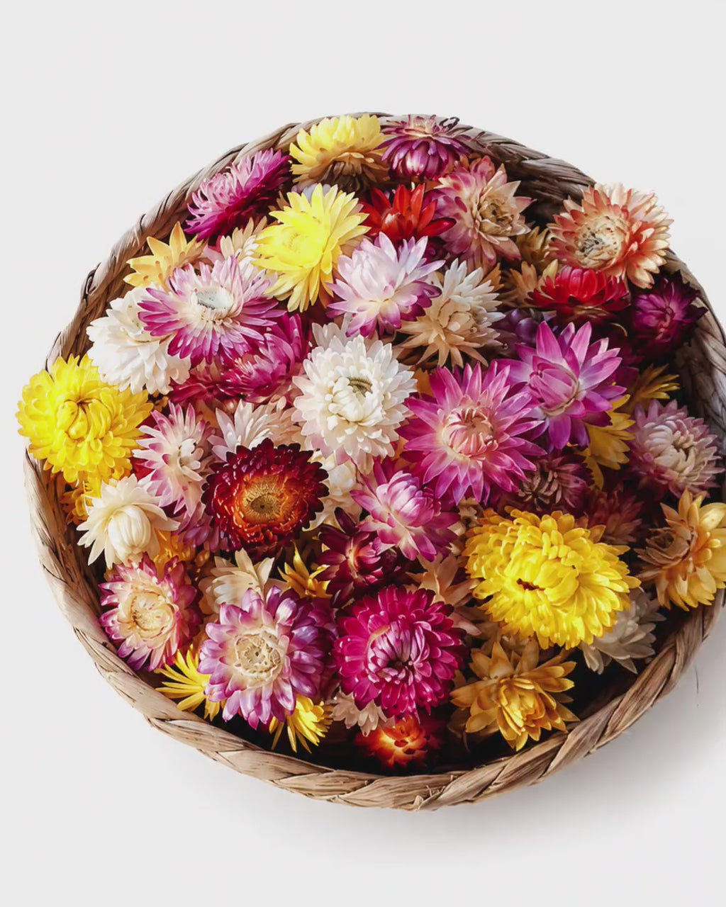 Colorful Helichrysum Flower Heads