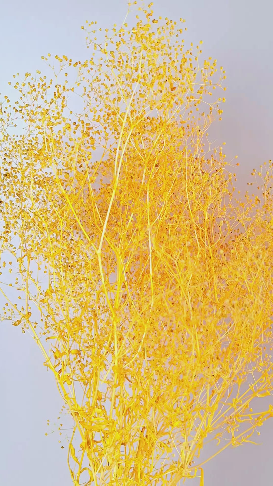 Yellow Preserved Gypsophila Stems
