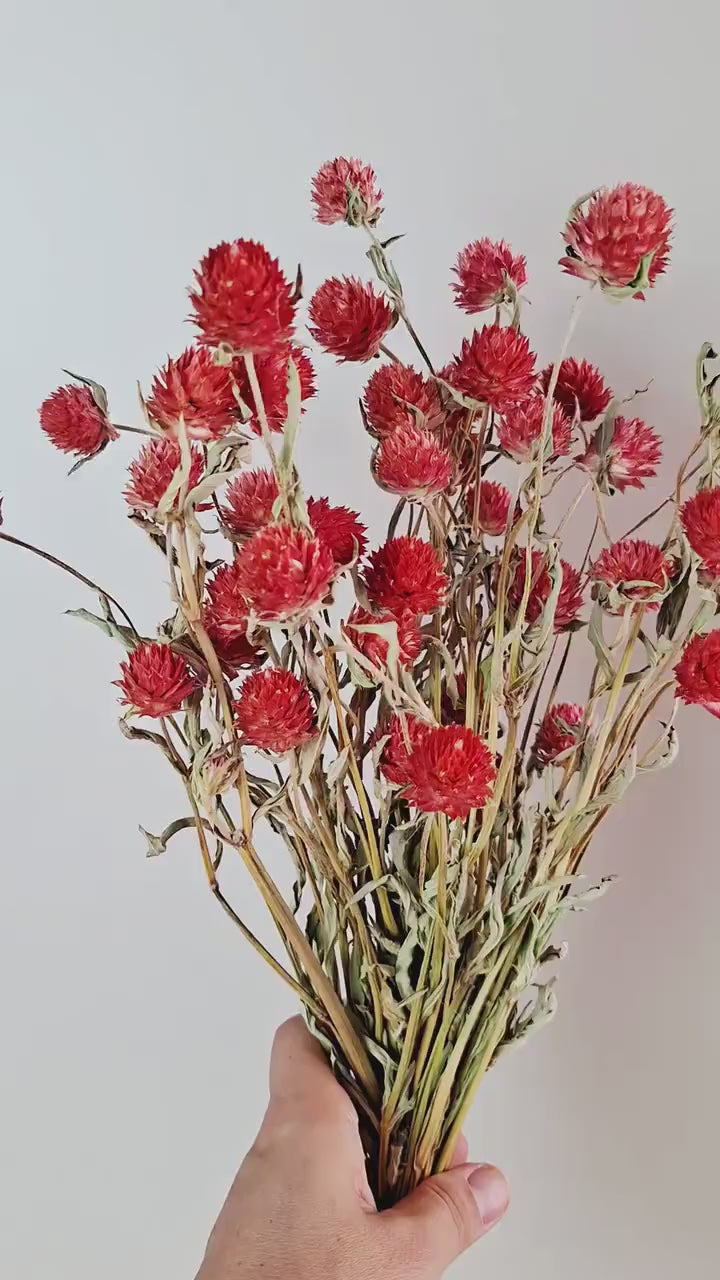 Red Dried Gomphrena Stems | Globe Amaranth Flowers | Dried Flower Stems | Florist Supply | Floral Craft Material