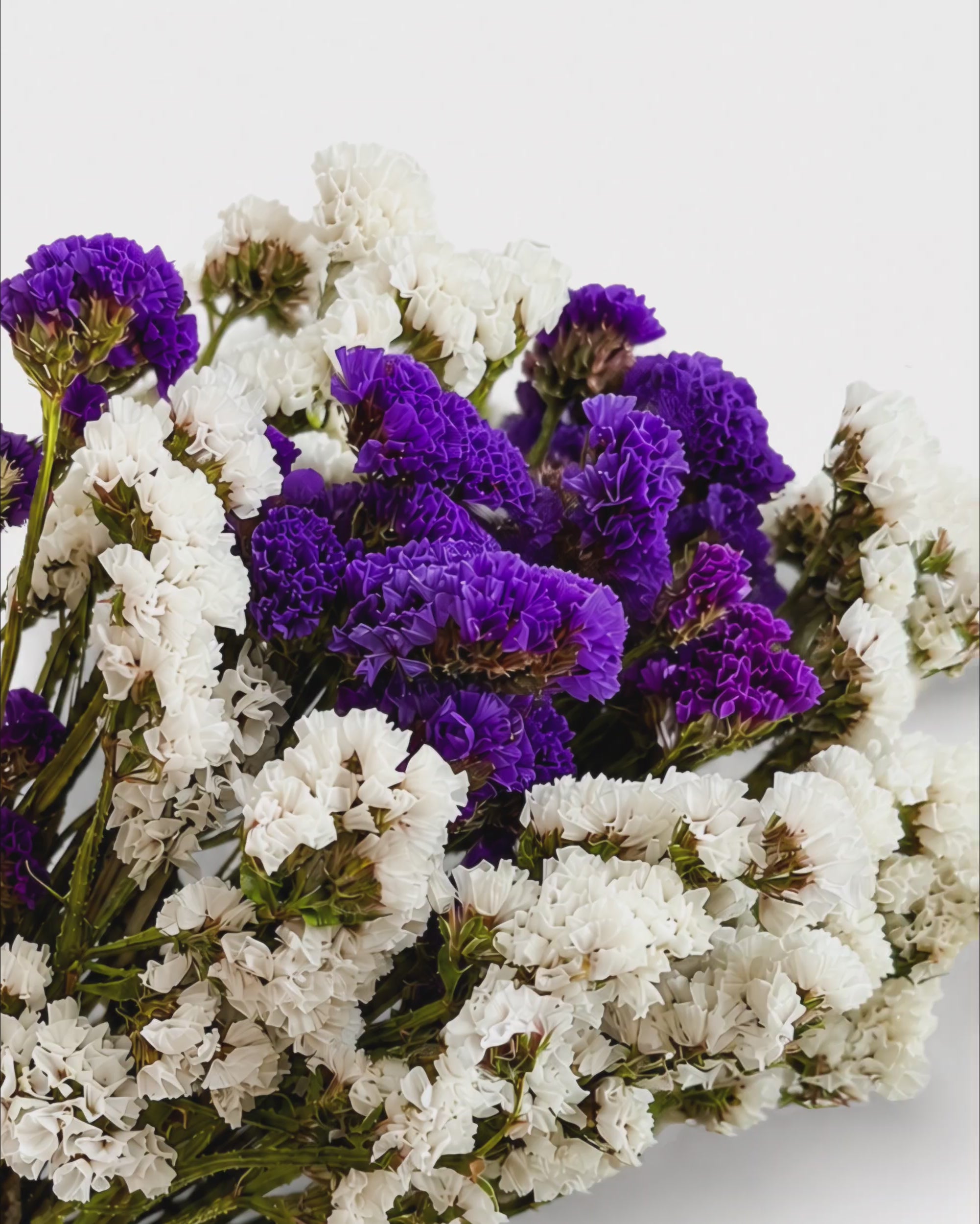 Purple and White Statice