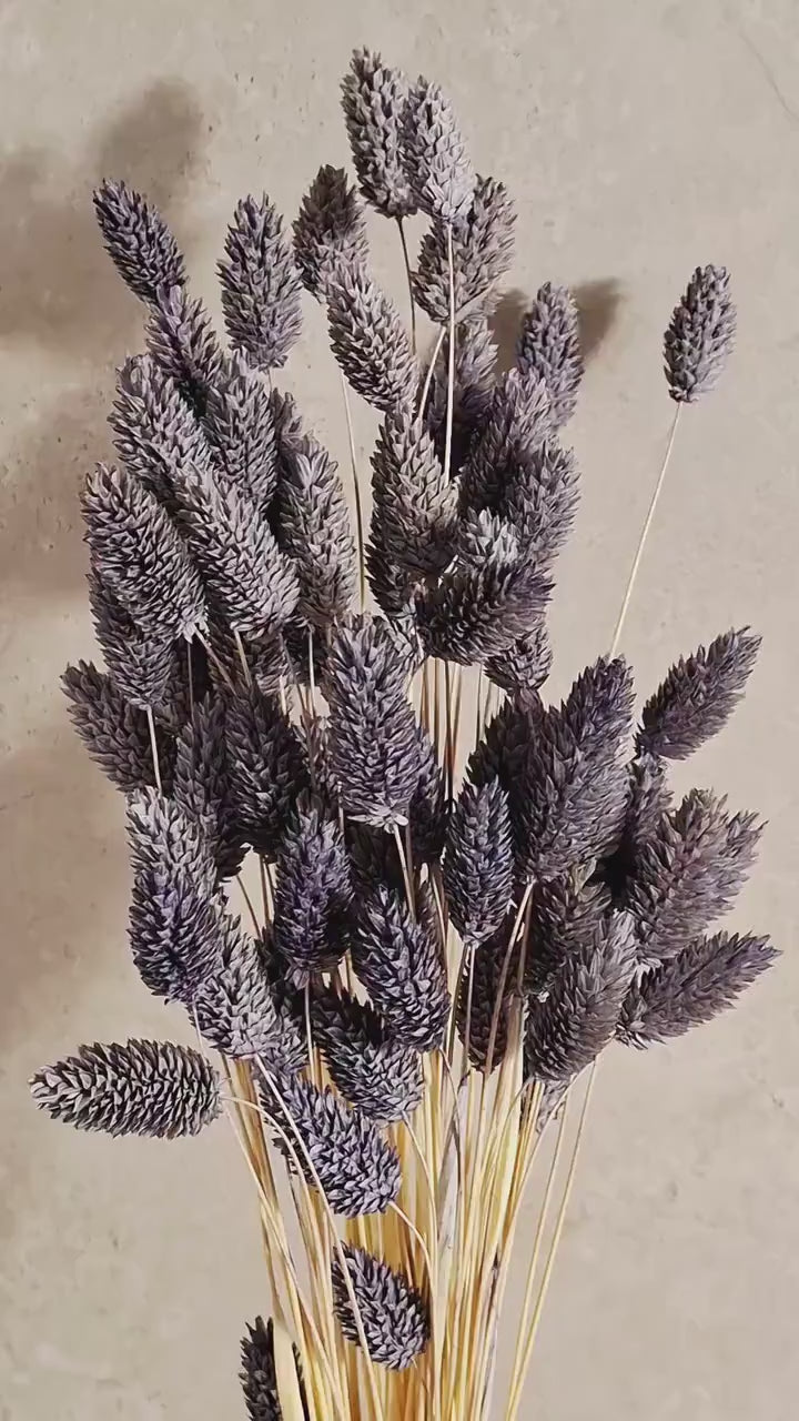 Lavender Phalaris Stems | Preserved Dried Grass | Florist Supply | DIY Floral Craft
