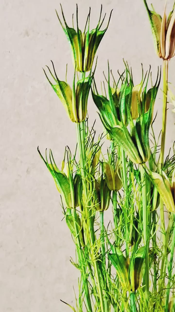 Preserved Green Beige Nigella Stems | Two Tone Nigella Pods | Botanical Floral Supply | Florist Material