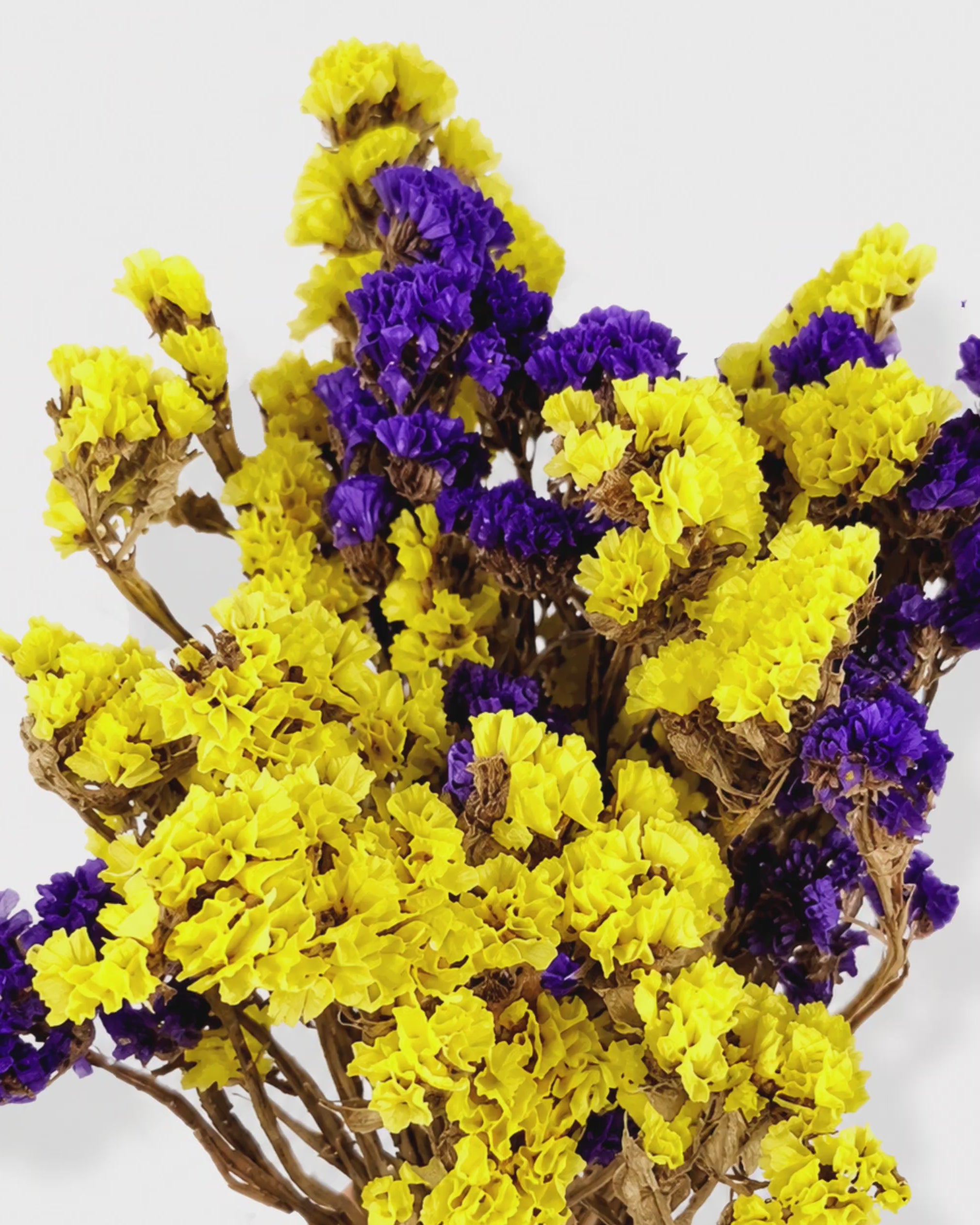 Yellow Purple Statice Stems