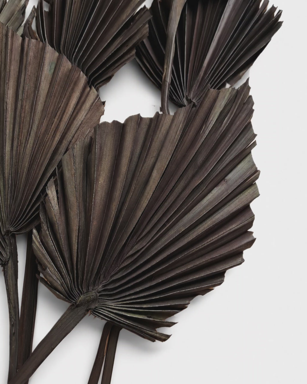 Premium Black Dried Palm Spear Leaves