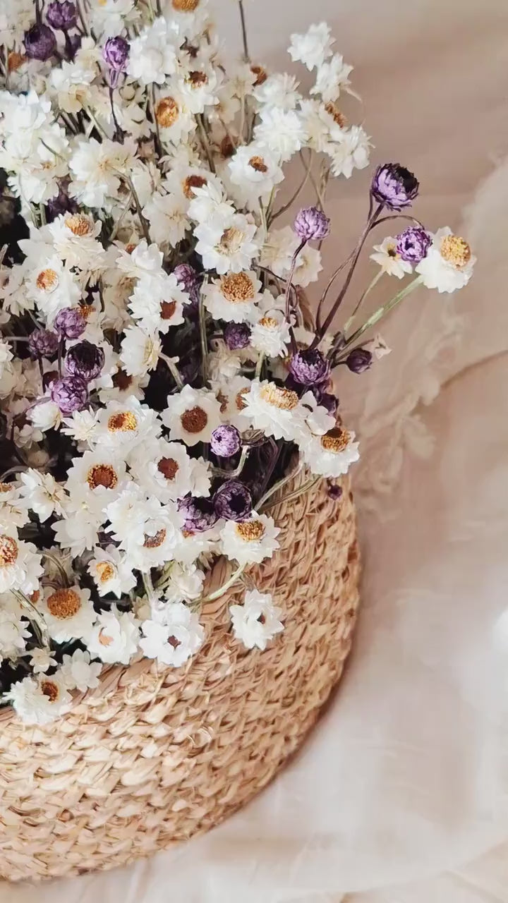 White & Dark Lilac Dried Ammobium Basket – Everlasting Flower Arrangement – Minimalist Botanical Decor – Natural Floral Basket