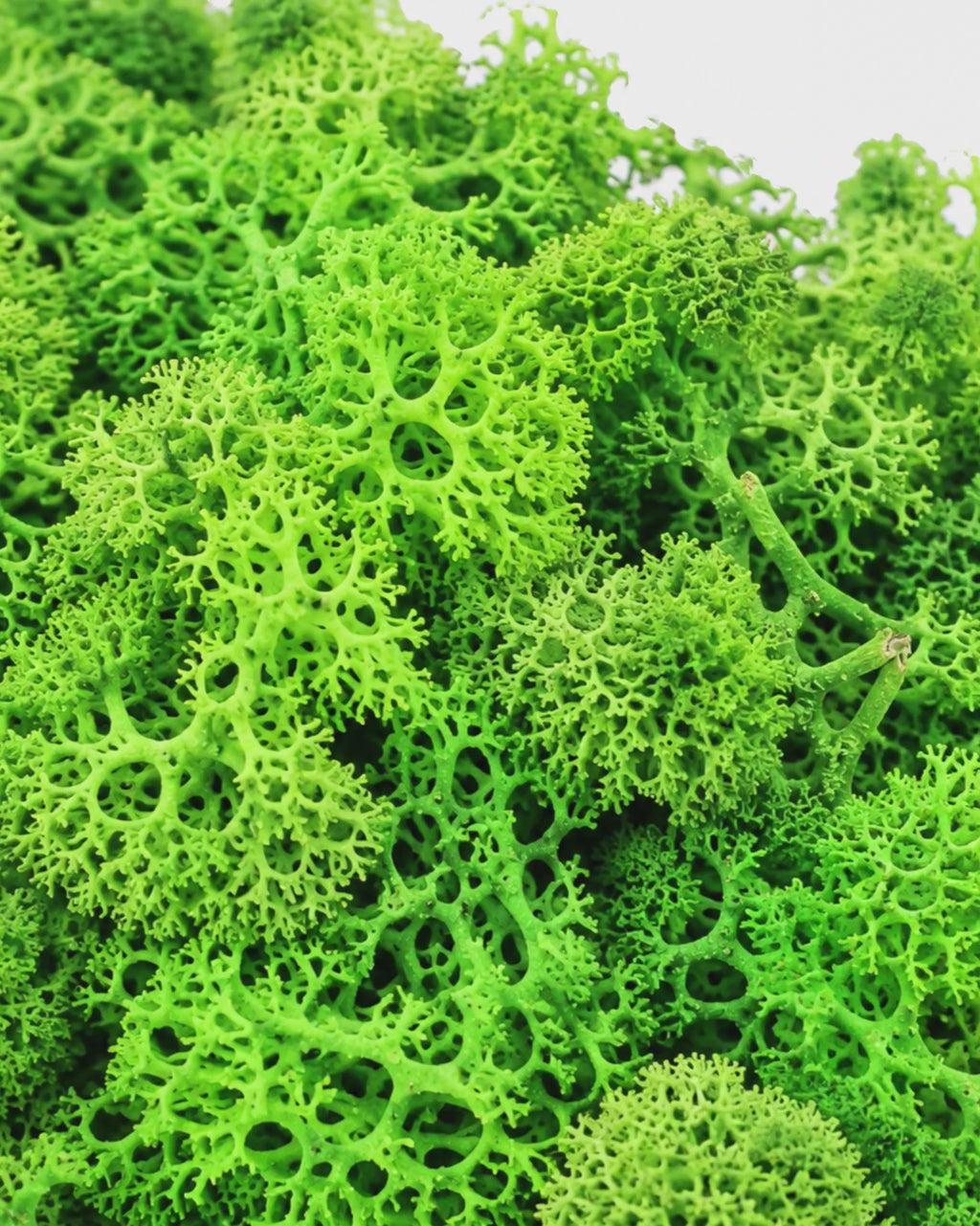 Preserved Reindeer Moss 250g - Light Grass Green Botanical Craft Supply