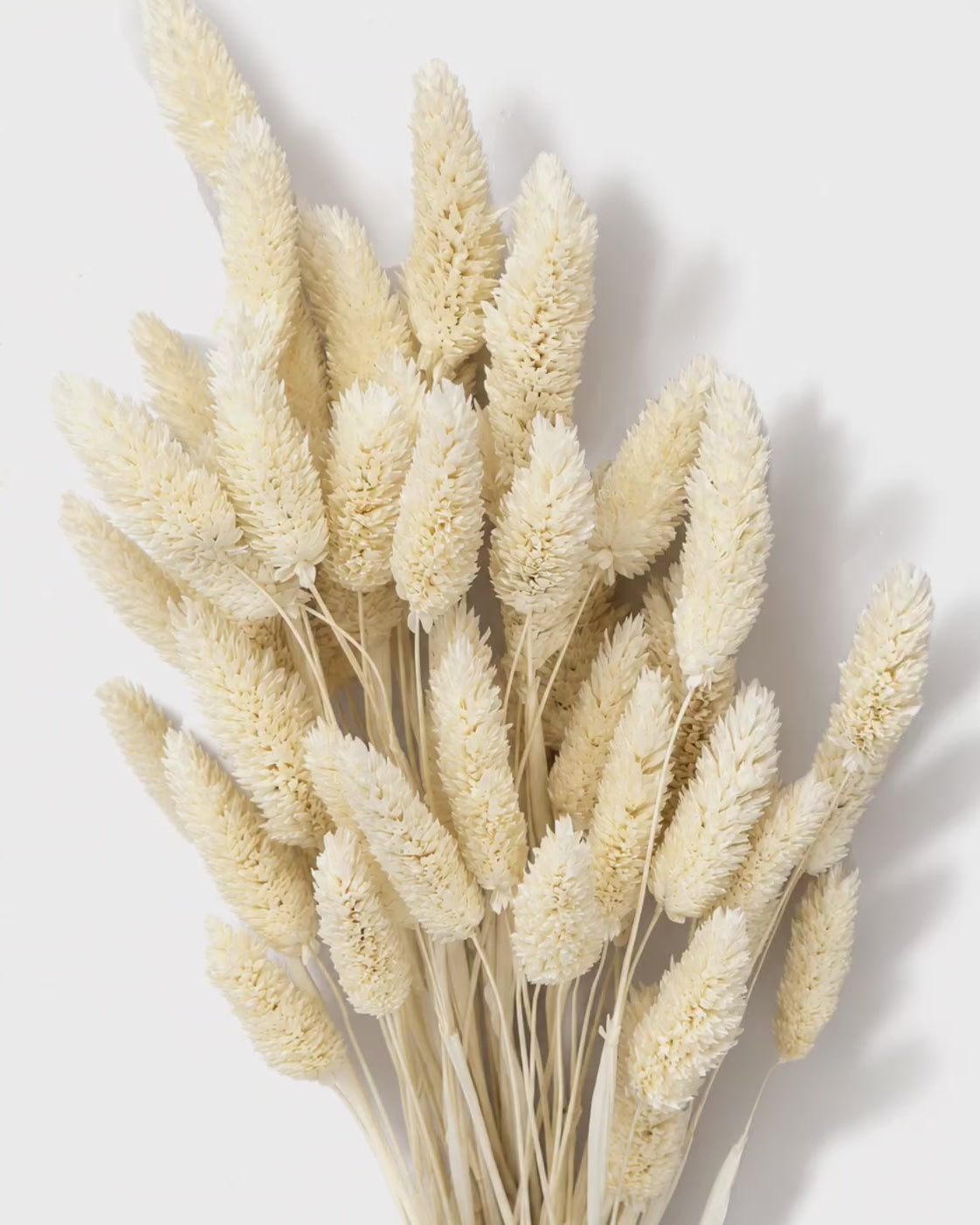 White Phalaris Stems