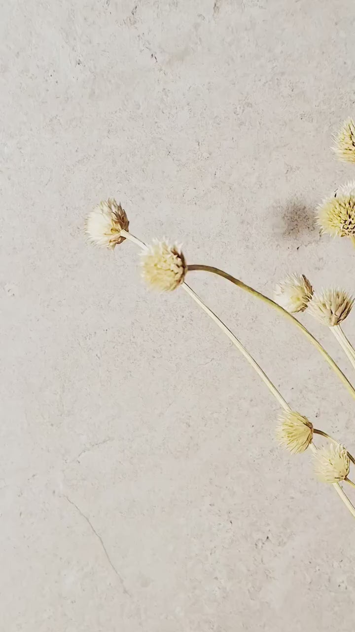 Bleached Flower Stems | Ivory Dried Flowers | Dried Flower Stems | Florist Supply | Botanical Stems