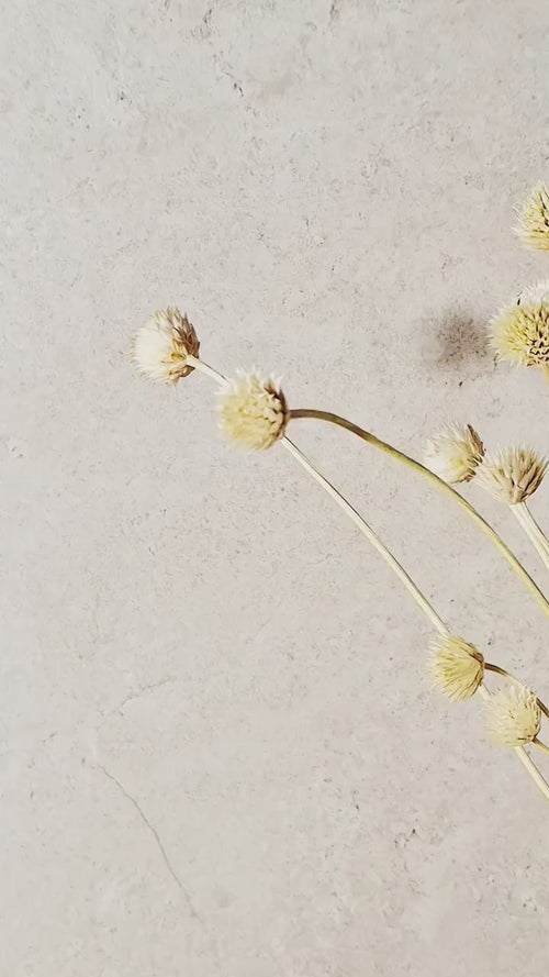 Bleached Flower Stems | Ivory Dried Flowers | Dried Flower Stems | Florist Supply | Botanical Stems