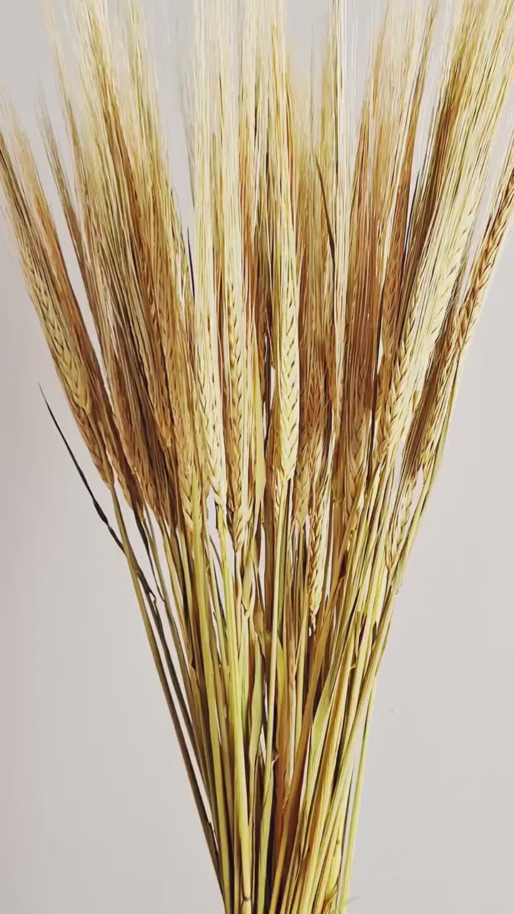 Natural Dried Barley Stems 55–60 cm | Dried Barley Bundle | Floral Supply | Botanical Stems