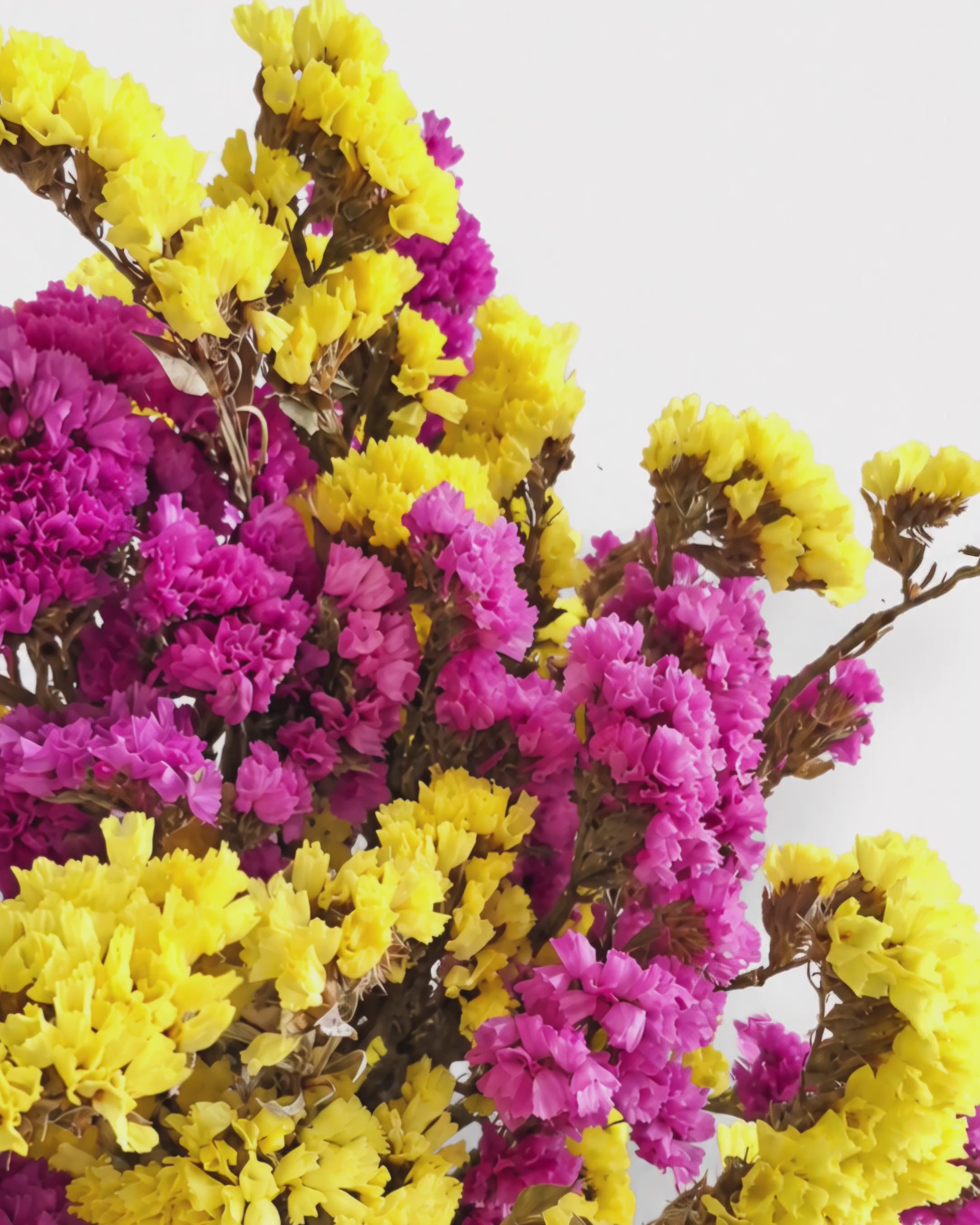 Dried Statice Bunch 100g - Yellow Pink Limonium Botanicals