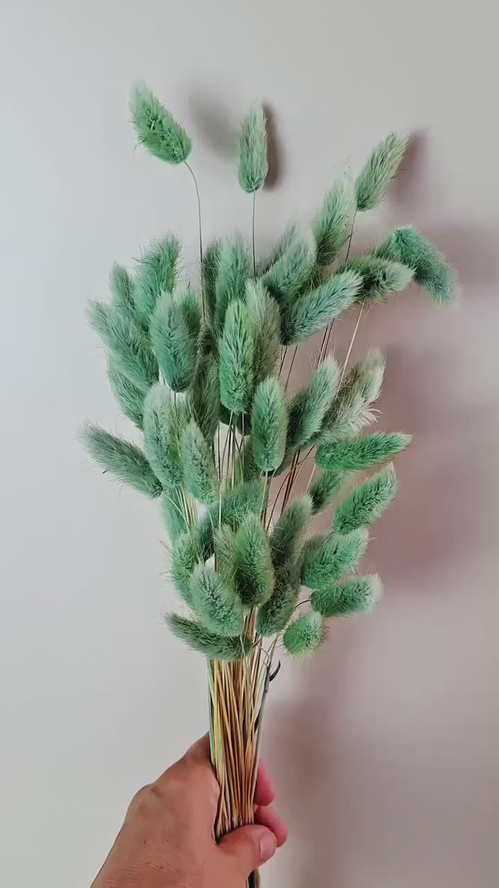 Olive Green Dried Lagurus Stems | Bunny Tail Grass | Preserved Lagurus Ovatus | Florist Supply | Dried Flower Material | DIY Floral Crafts