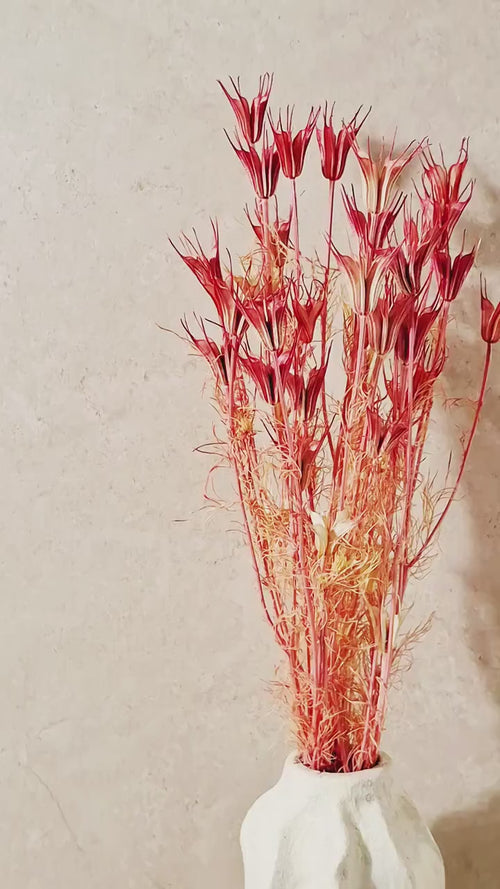Coral Pink Dried Nigella Stems | Preserved Nigella Pods | Florist Supply | Botanical Stems | Craft Flowers