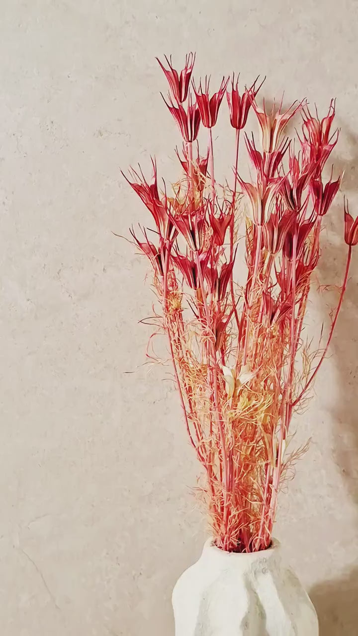 Coral Pink Dried Nigella Stems | Preserved Nigella Pods | Florist Supply | Botanical Stems | Craft Flowers