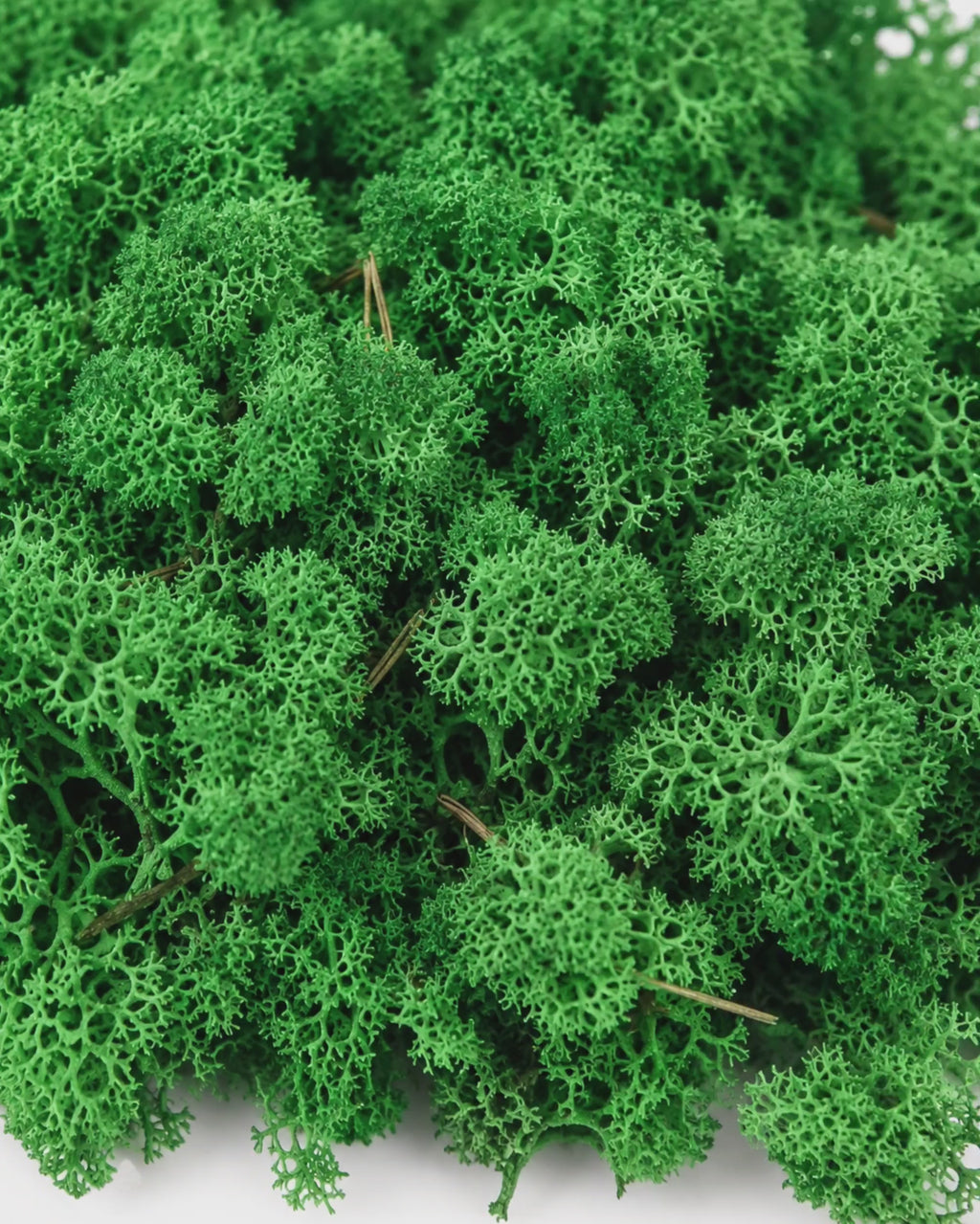Preserved Reindeer Moss 250g - Soft Green Botanical Craft Supply