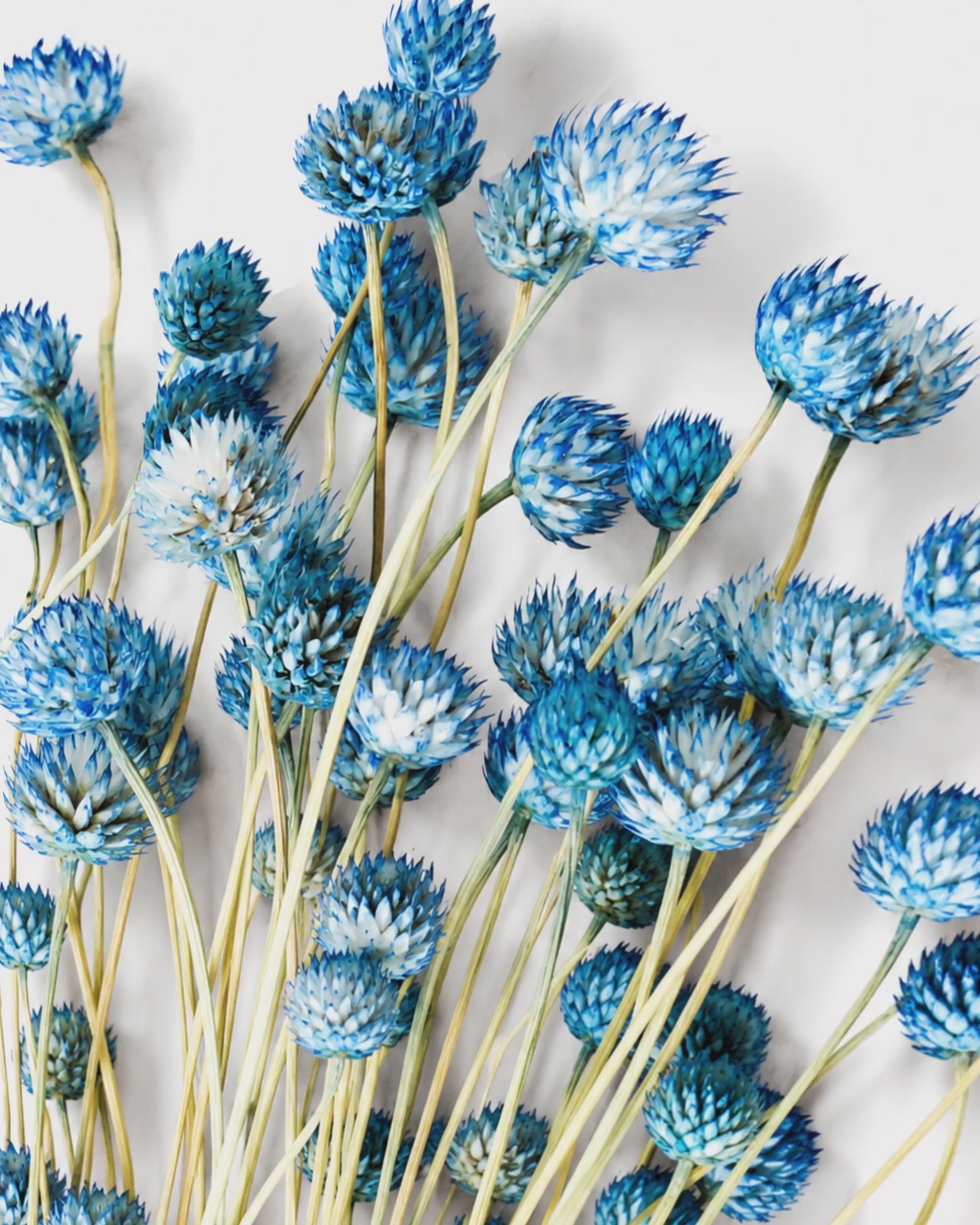 Blue Cephalaria Stems