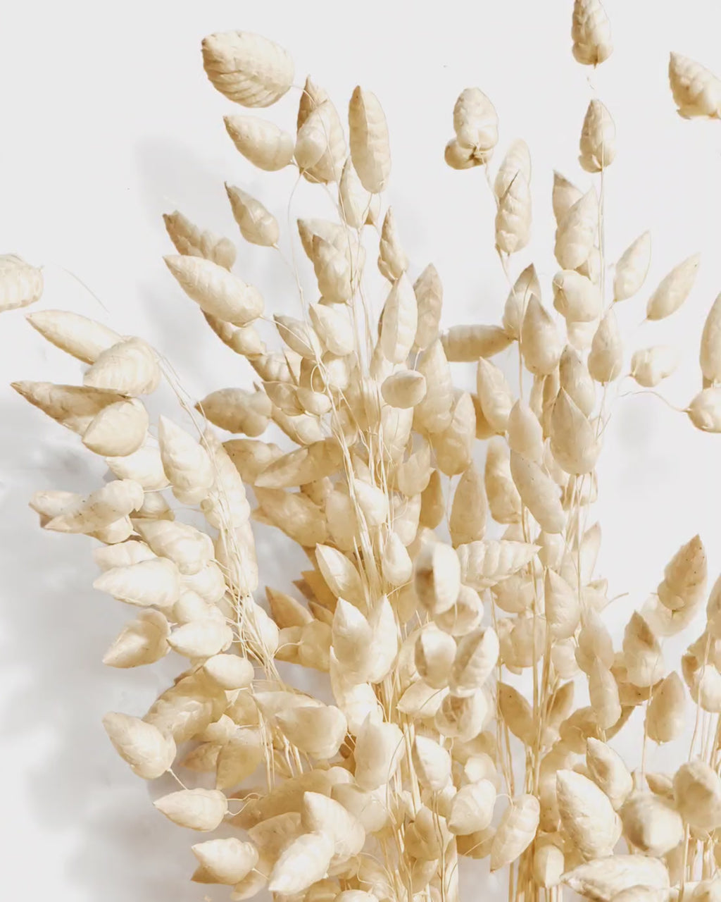 Bleached Briza Stems