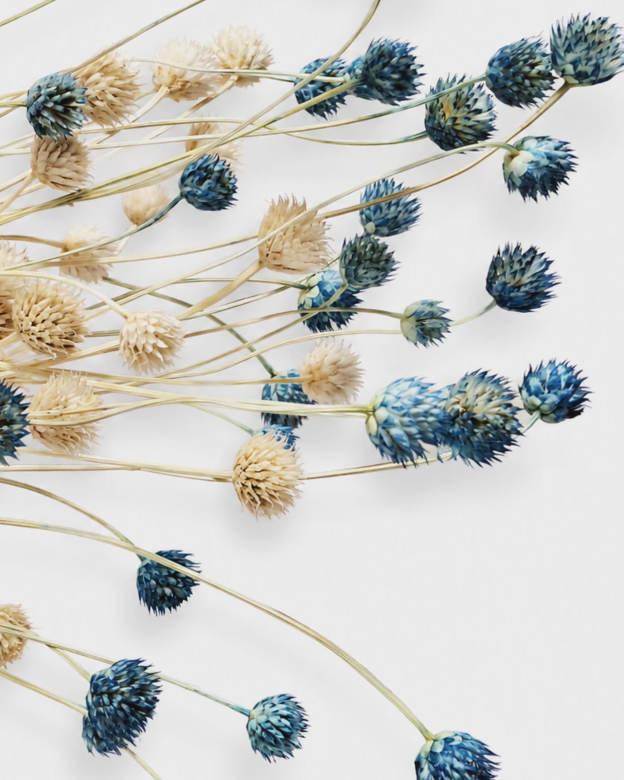 Blue Dried Flower Stems