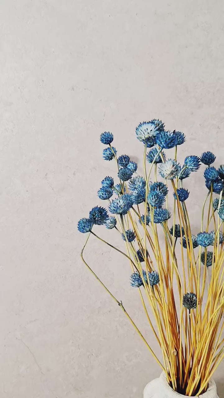 Blue Dried Cephalaria Stems | Preserved Blue Flowers | Florist Supplies | Dried Flower Stems | Botanical Stems