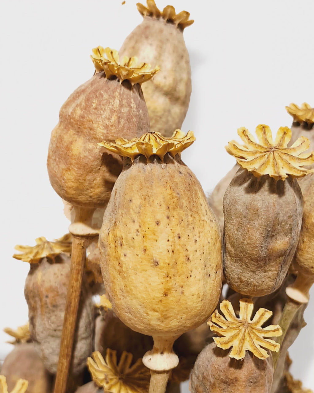 Natural Dried Poppy Pods Stems