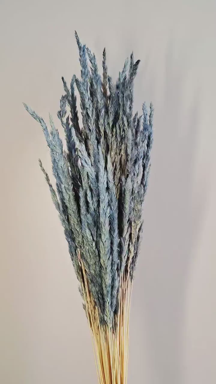 Grey [Plant Name] Stems | Dried Grass Stems | Natural Florist Supply | Dried Floral Material | DIY Craft Flowers