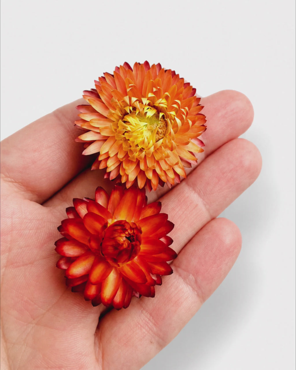 Dried Orange Helichrysum Flower Heads - Terracotta Strawflower