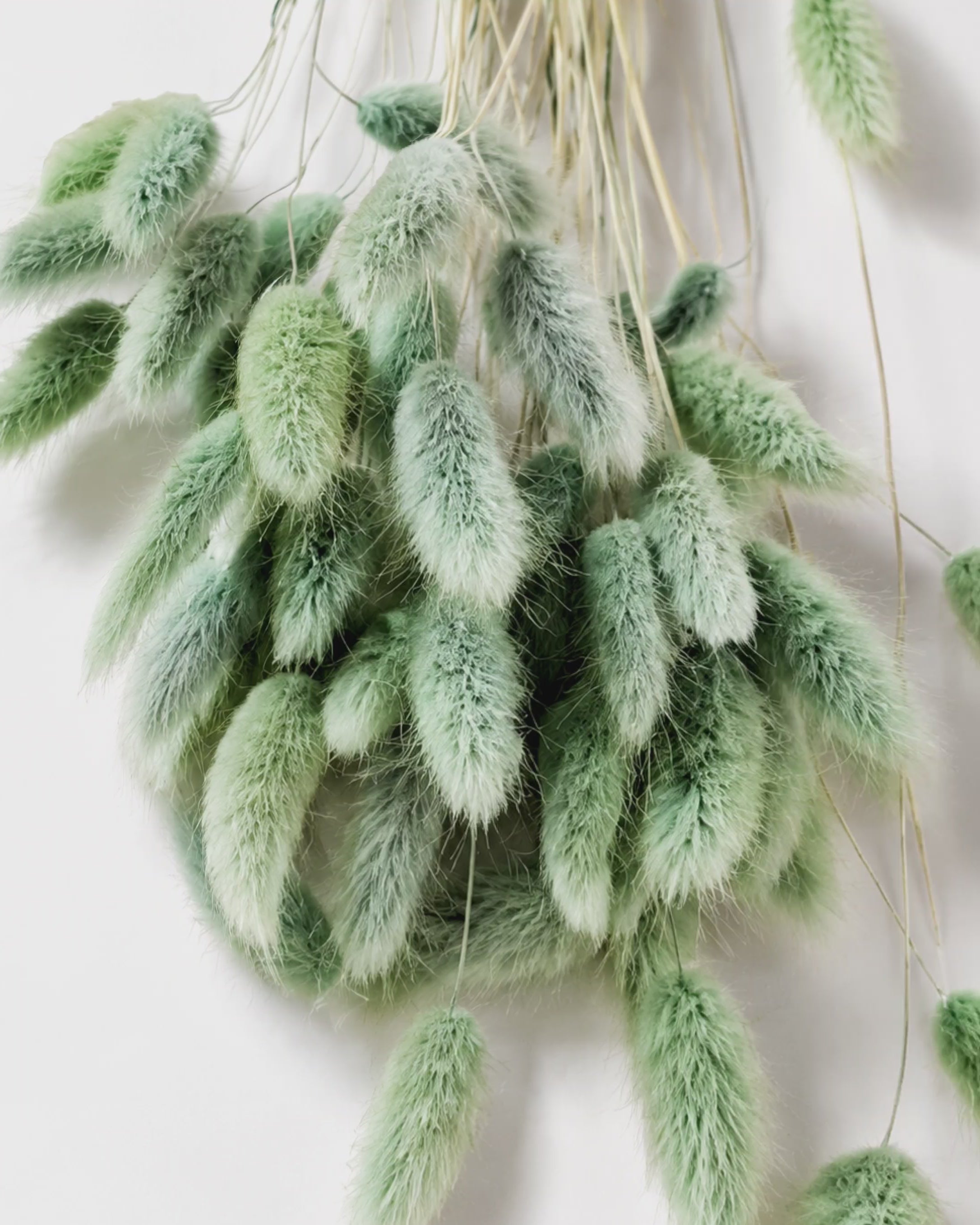 Olive Green Lagurus Stems
