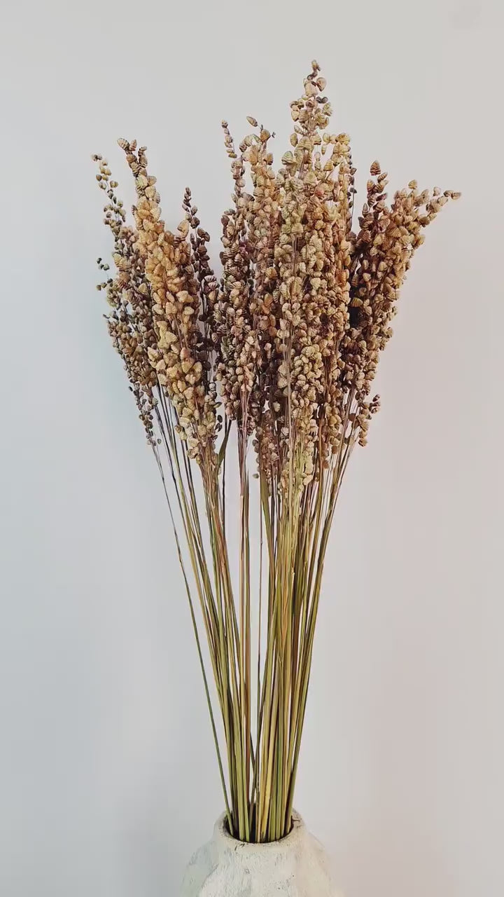 Natural Dried Briza Grass 50–55 cm | Bunny Tail Alternative | Neutral Beige Dried Flowers | Floral Supply