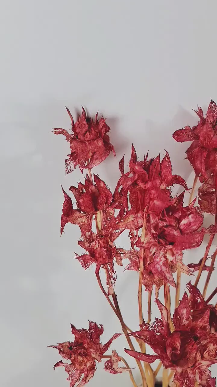 Dried Safflower Stems | Bright Red Dried Flowers | Floral Material | Botanical Stems | Craft Supply