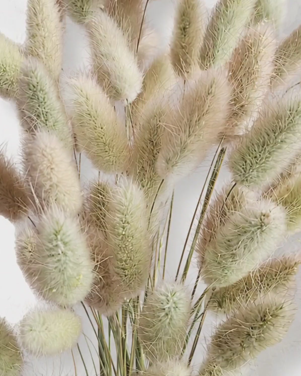 Beige Bunny Tail Grass