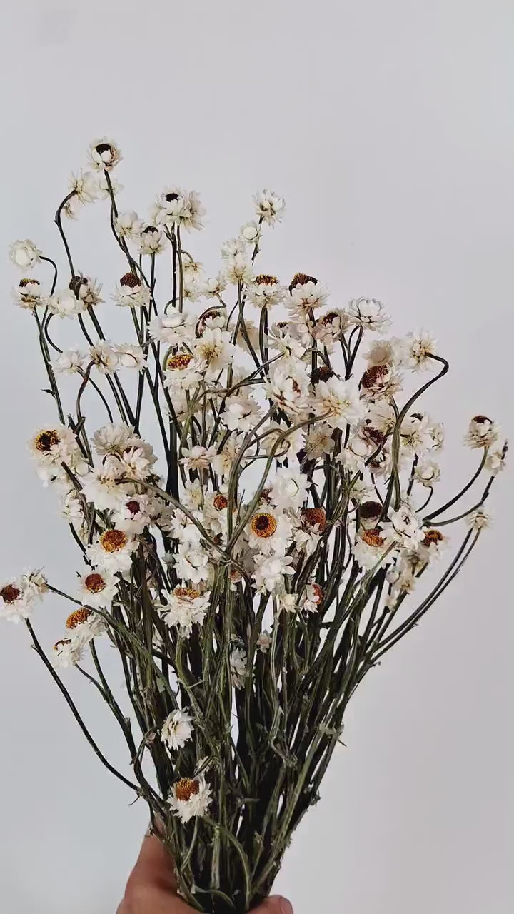 White Ammobium Stems | Preserved Dried Flowers | Floral Supply | Florist Material | DIY Floral Craft