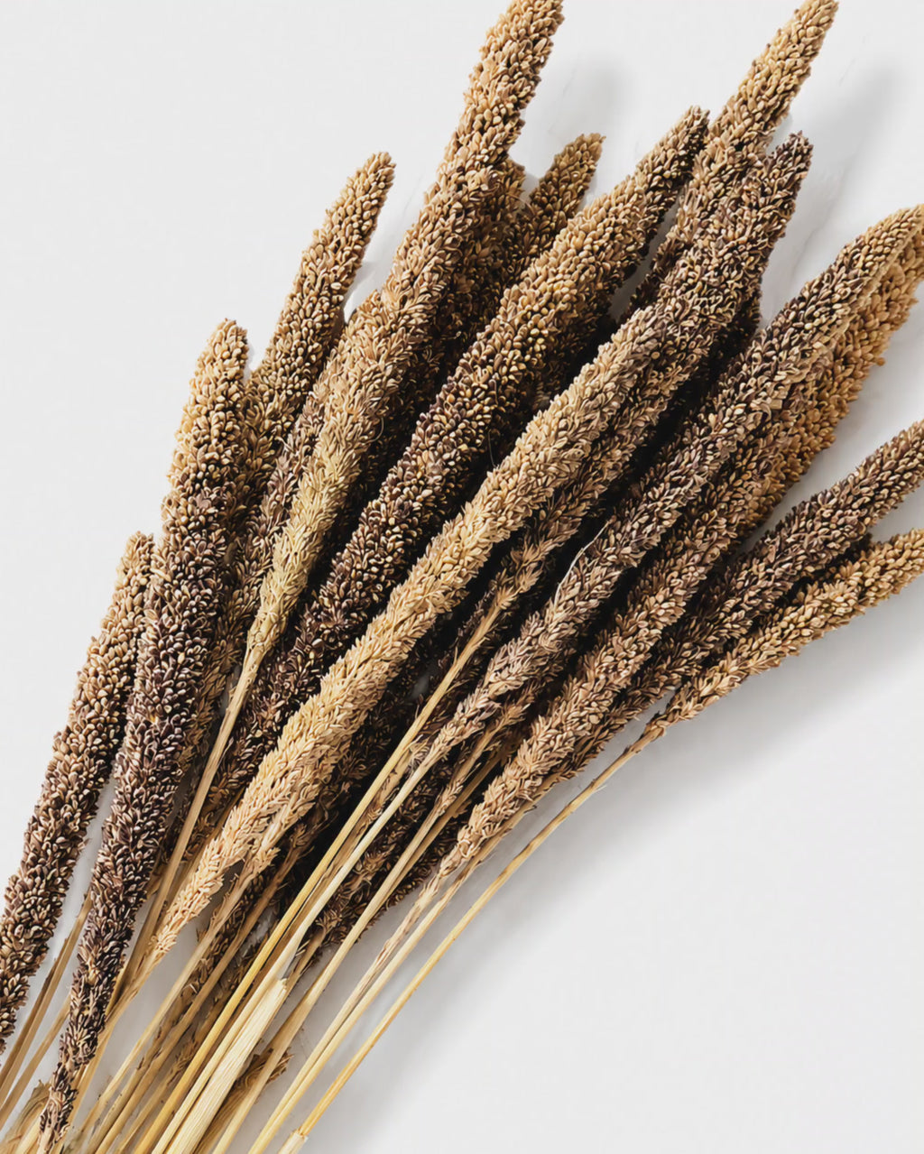 Natural Setaria Grass