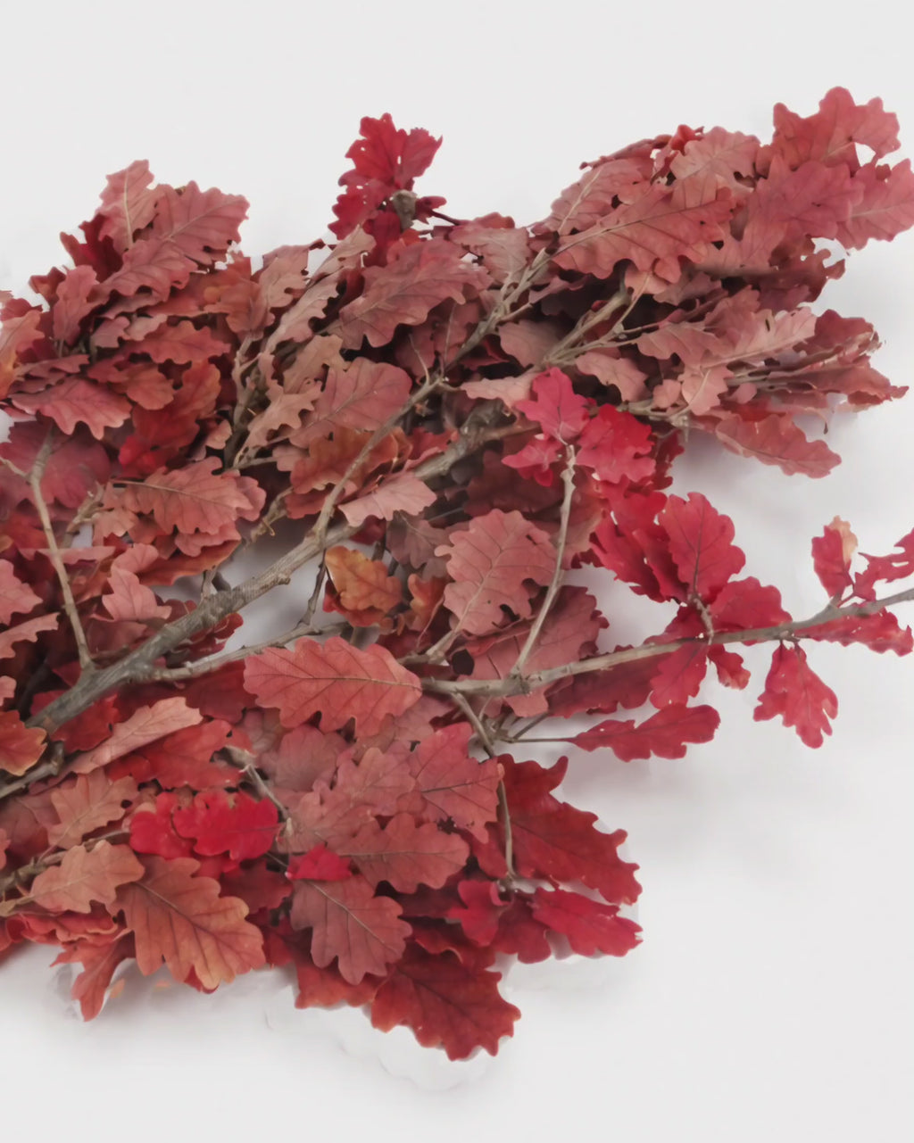 Preserved Red Oak Branches - Burgundy Autumn Foliage Stems