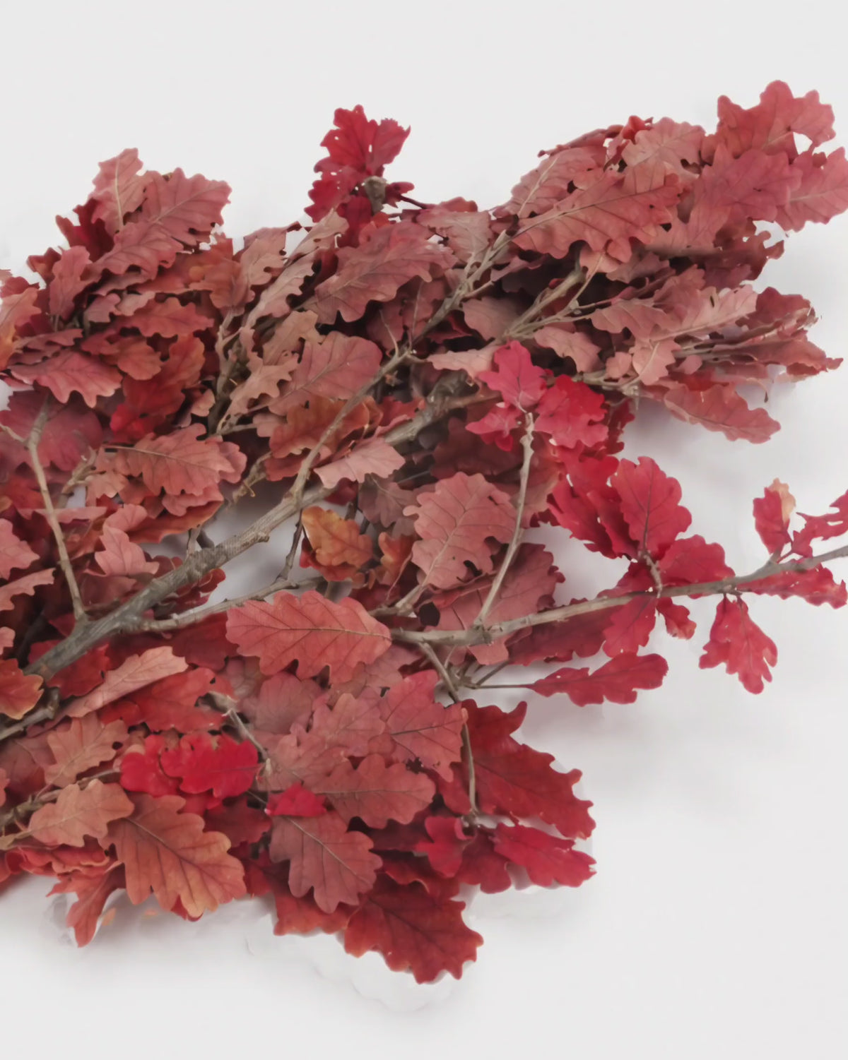 Preserved Red Oak Branches - Burgundy Autumn Foliage Stems