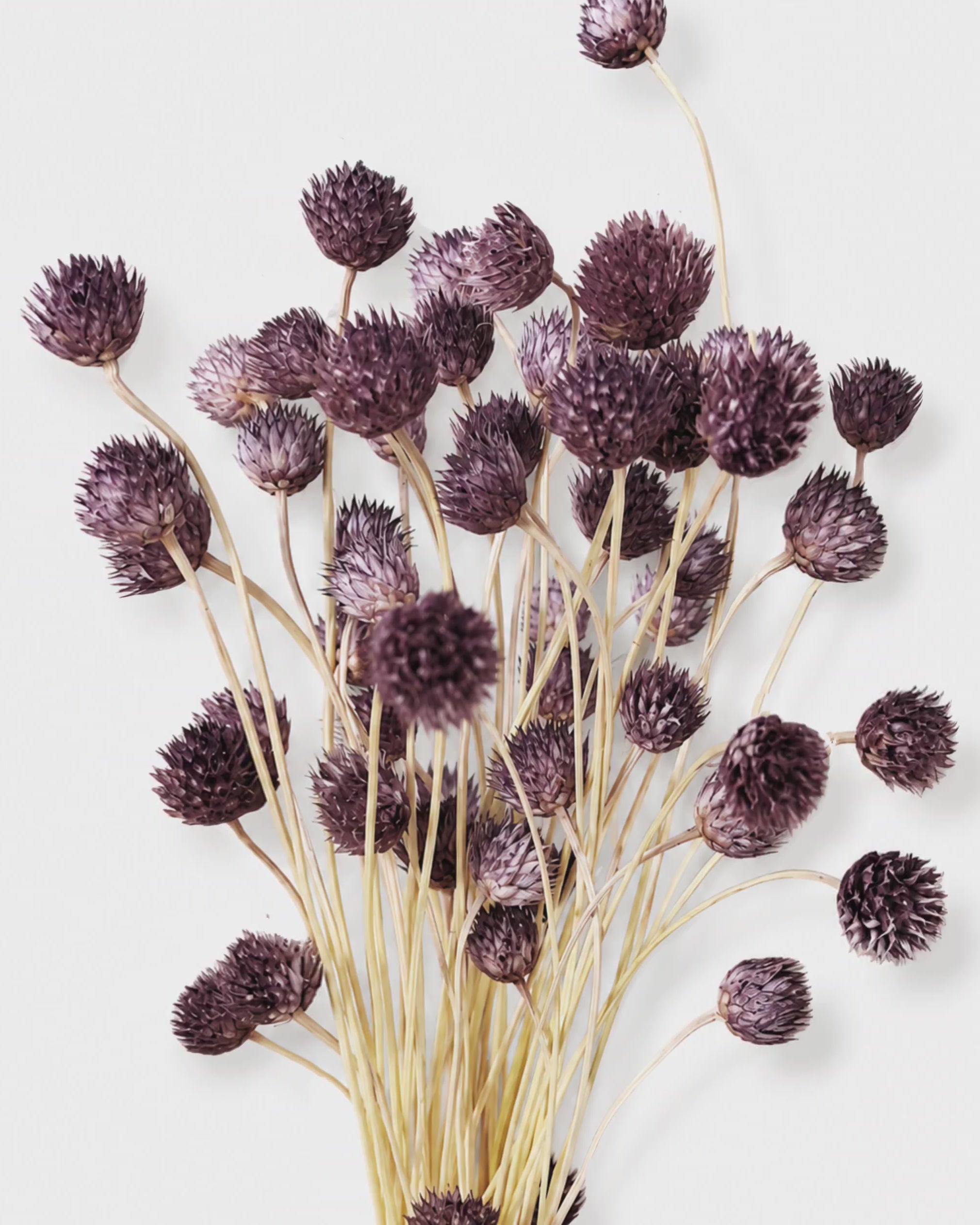 Purple Cephalaria Stems