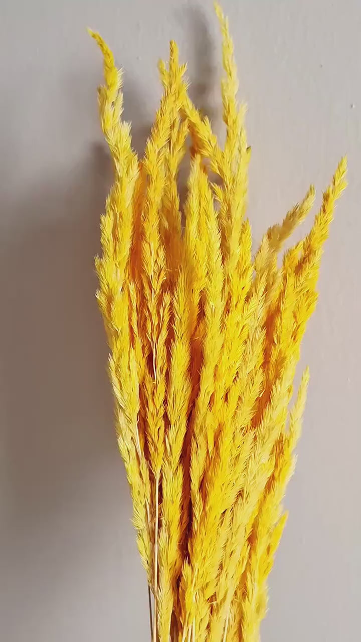 Dried Reed Grass 50-55 cm | Natural Yellow Calamagrostis Stems | Floral Supply | Botanical Material
