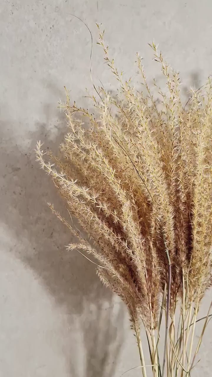 Dried Miscanthus 60 cm | Natural Beige Grass Stems | Florist Material | Botanical Stems