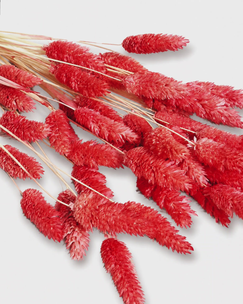 Red Phalaris Stems