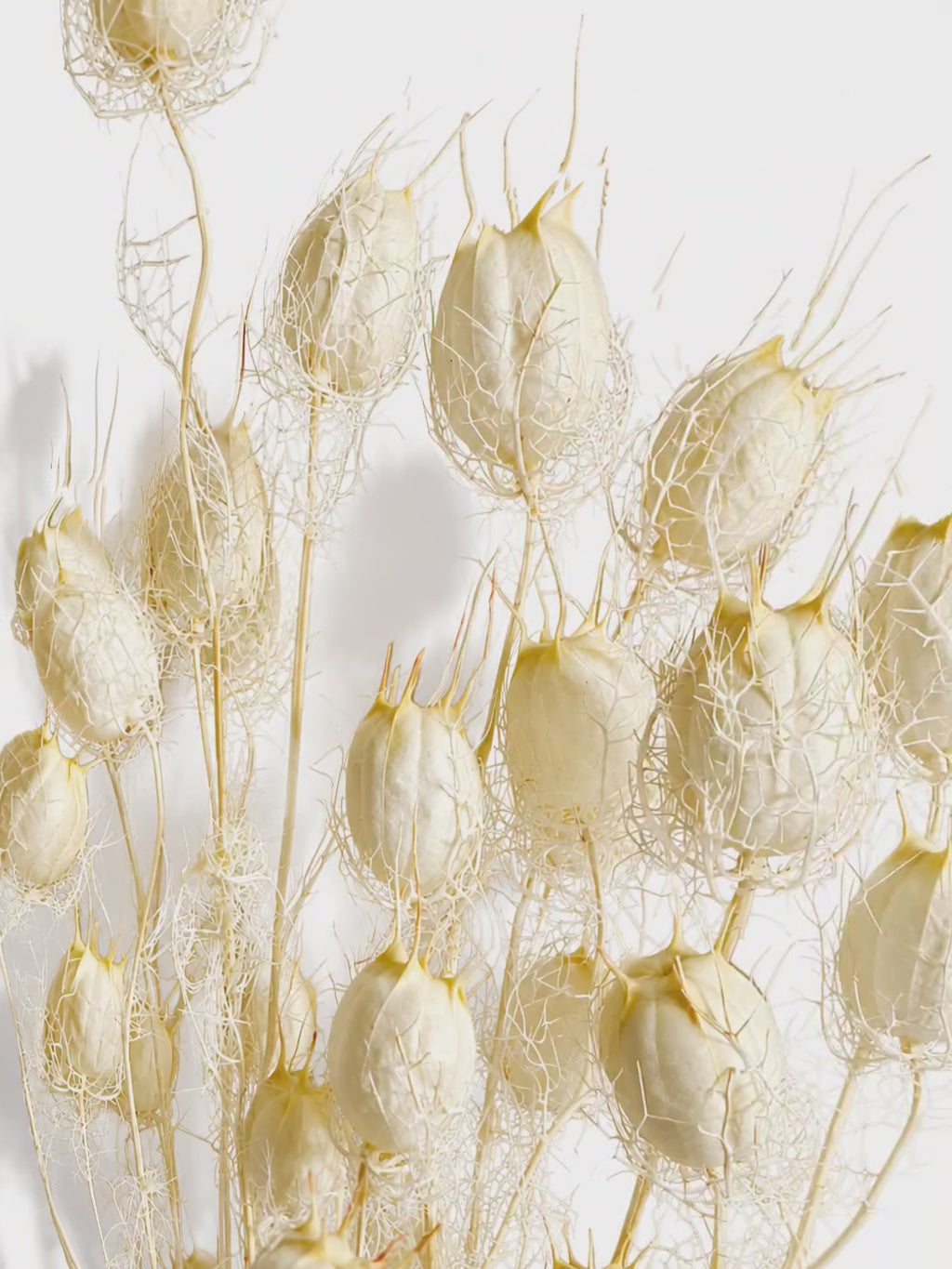 White Nigella Pods