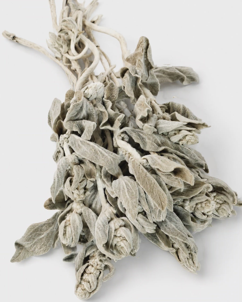 Preserved Lamb's Ear Stems