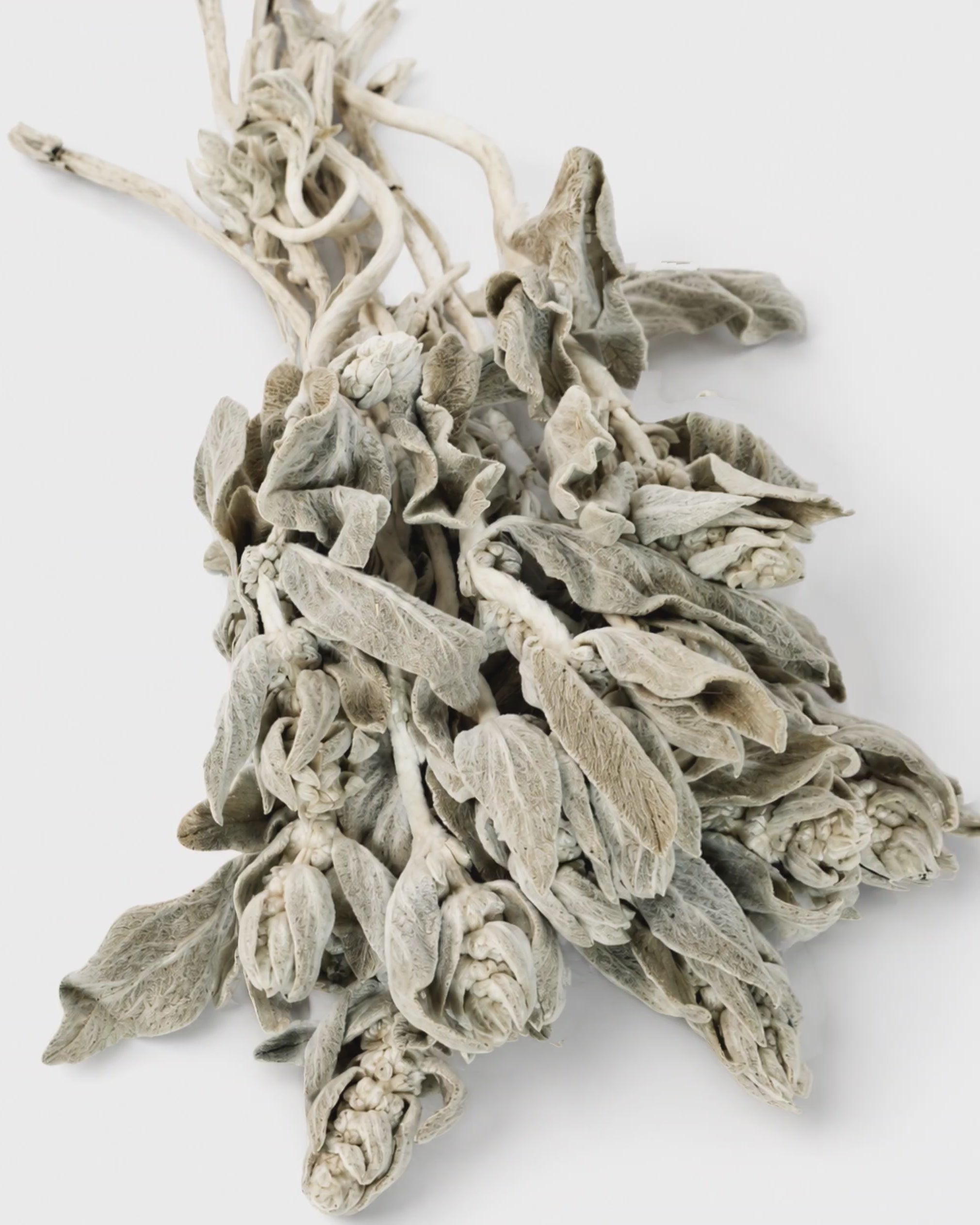 Preserved Lamb's Ear Stems
