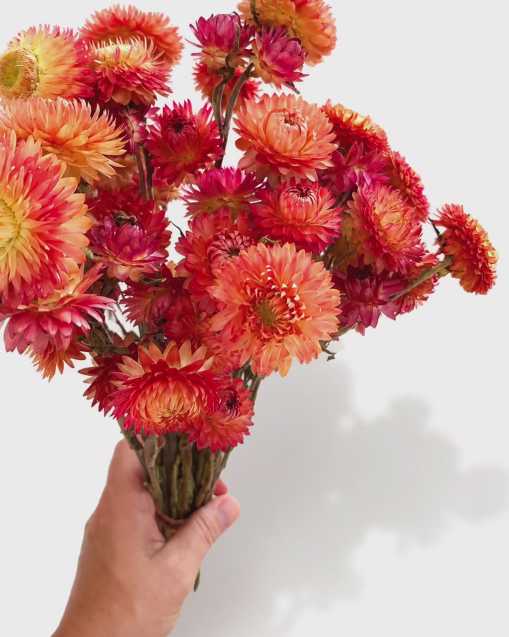Dried Helichrysum — Terracotta Orange