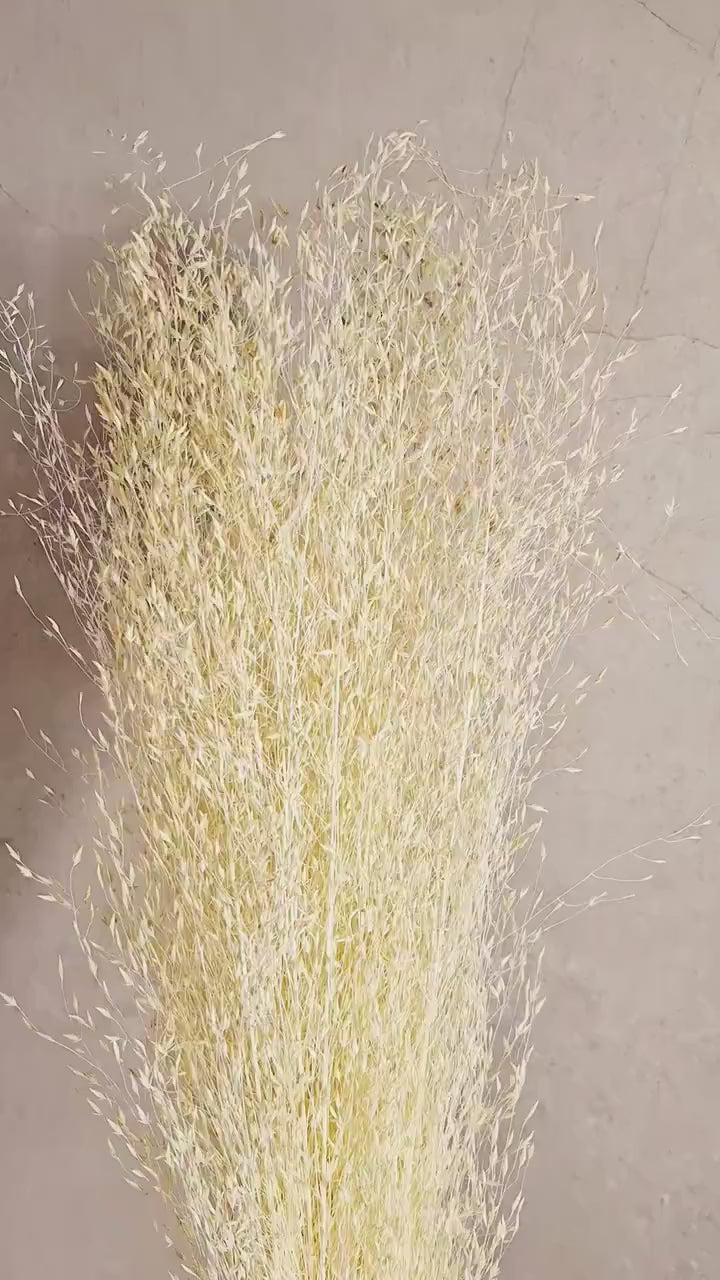 Tall Rice Grass Bundle | Soft Fluffy Dried Grass | Preserved Grass Stems | Florist Supply | DIY Craft Material