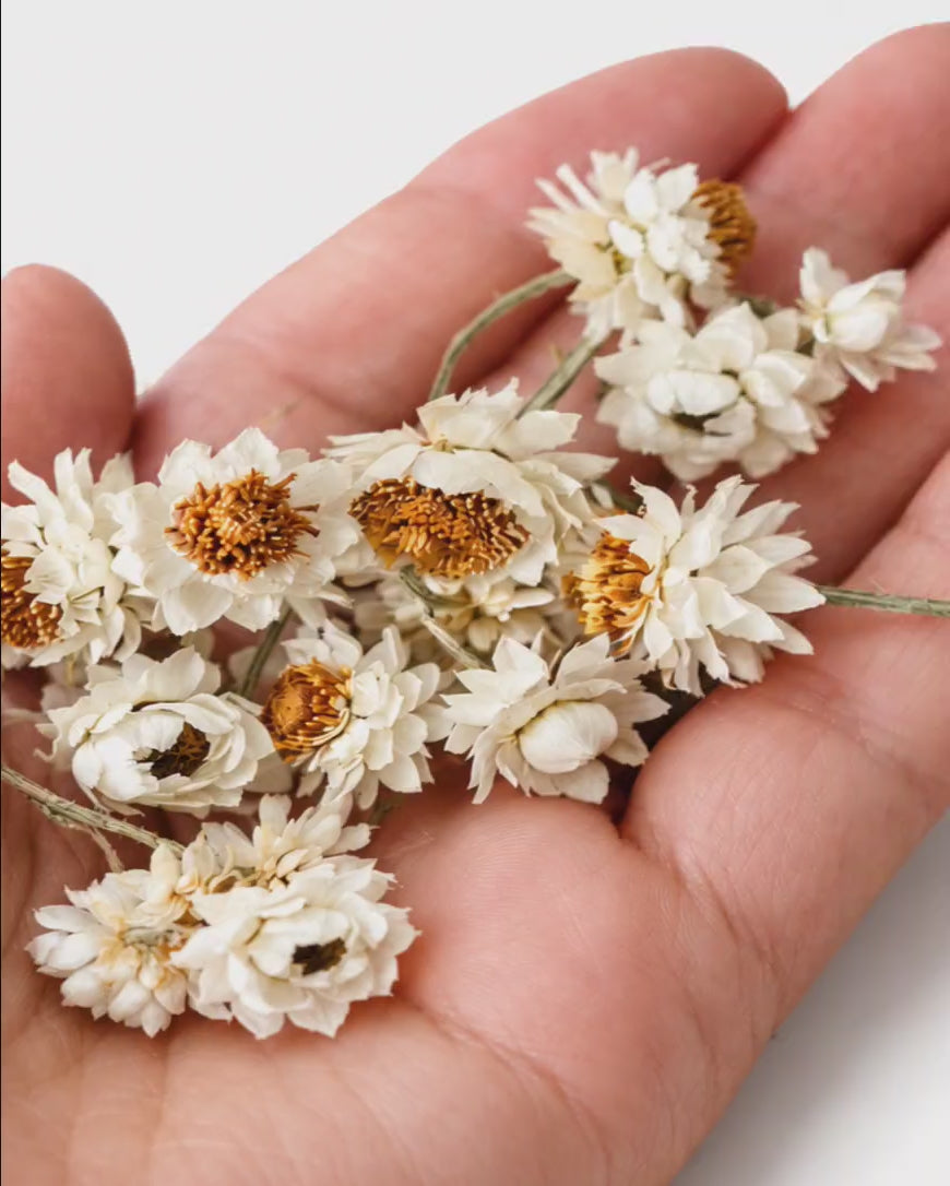 Dried Ammobium Flower Heads - 100 White Winged Everlasting