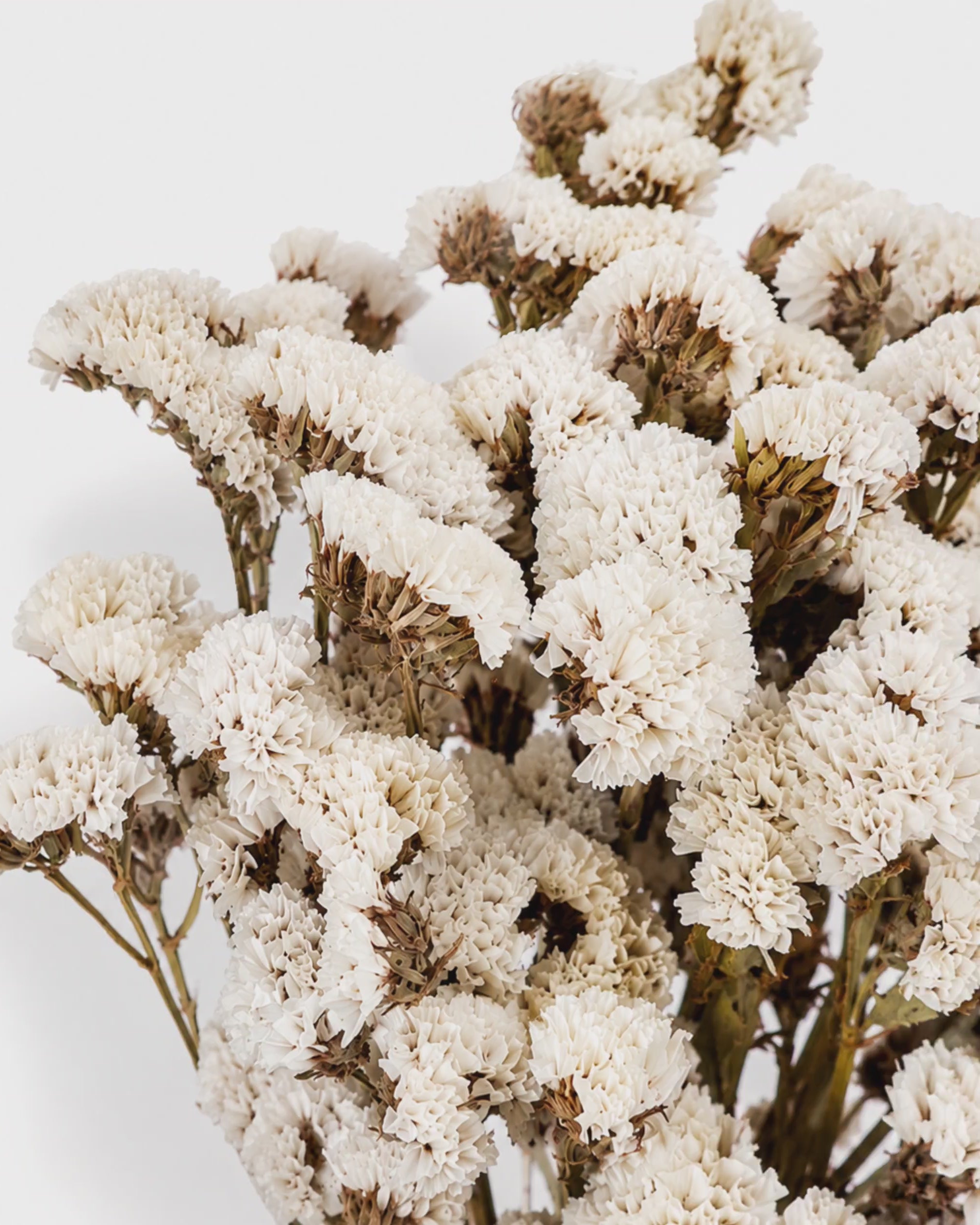White Statice Bouquet