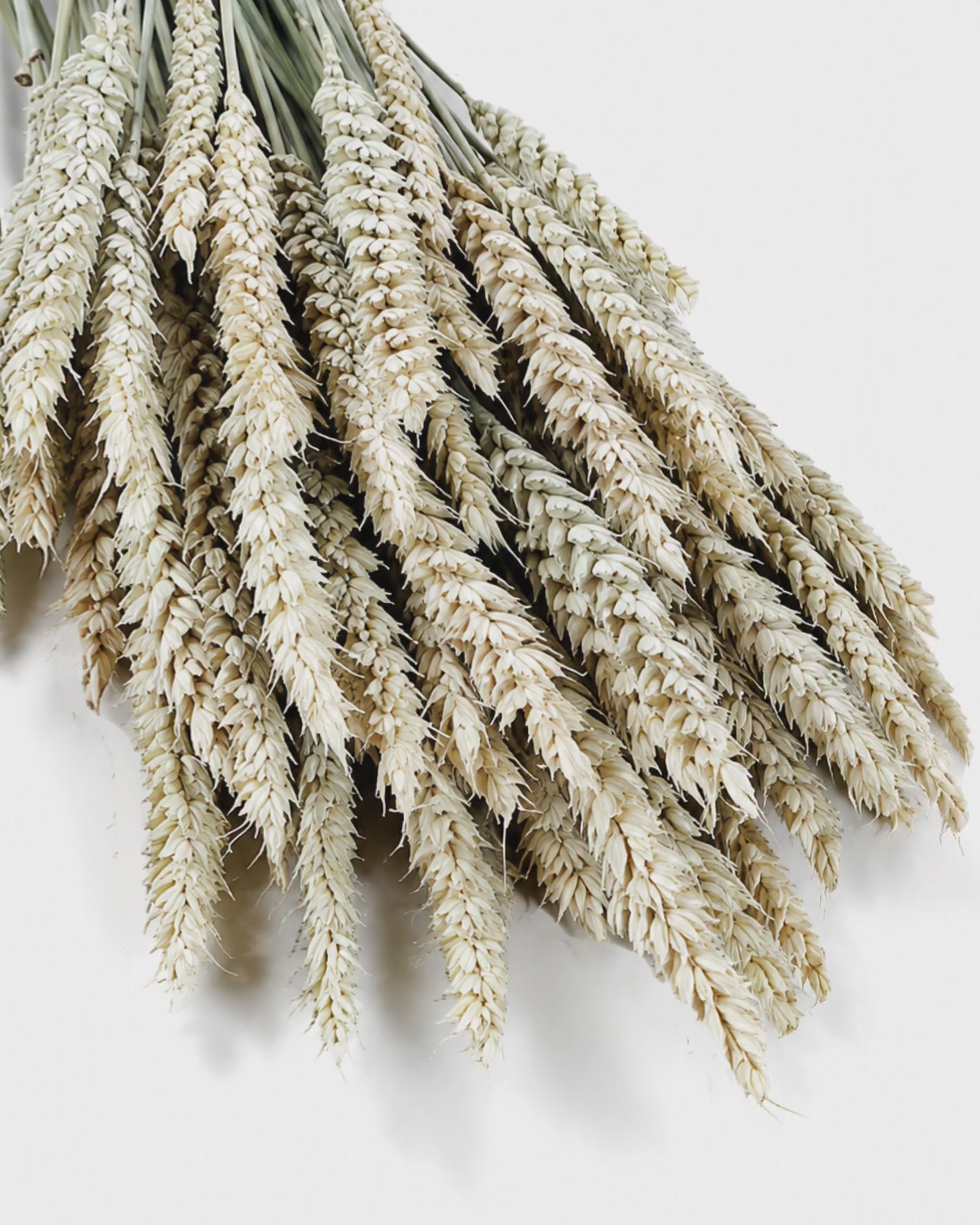 Natural Wheat Bundle