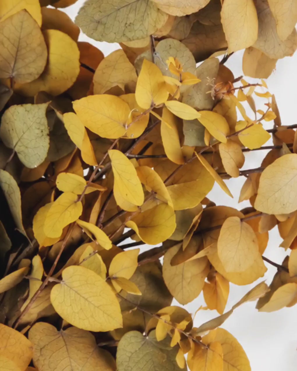 Preserved Ochre Eucalyptus Stuartiana Stems - Warm Autumn Foliage Bunch