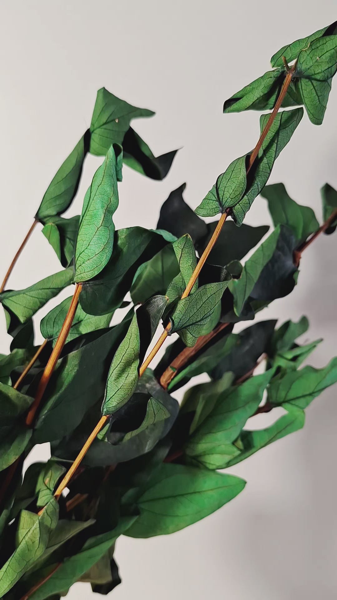 Preserved Green Foliage Branches